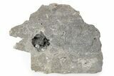 Herkimer Diamonds in Matrix - The Ace of Diamonds Mine, New York #291469-3